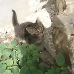 Pensión Rabenreith 3*