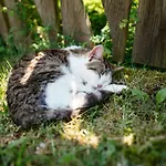 Rabenreith Grossraming