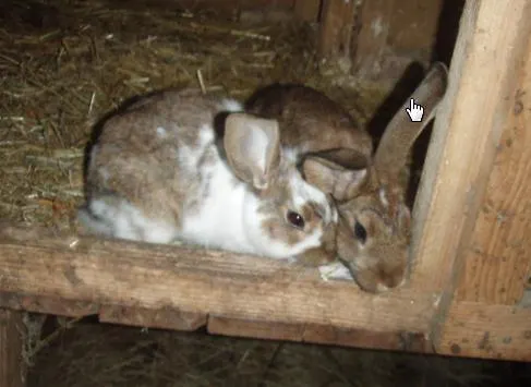 Guest house Rabenreith