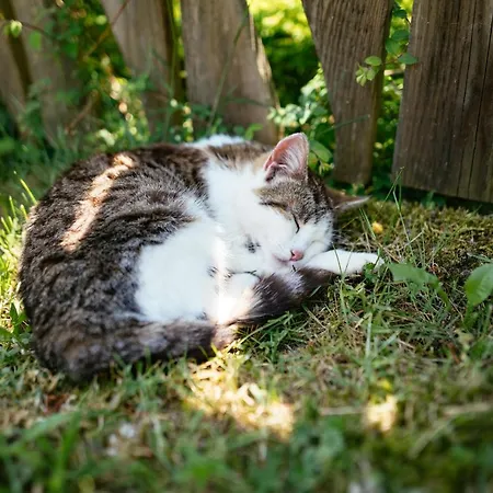 Rabenreith Grossraming