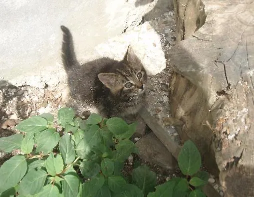 Konukevi Rabenreith 3*